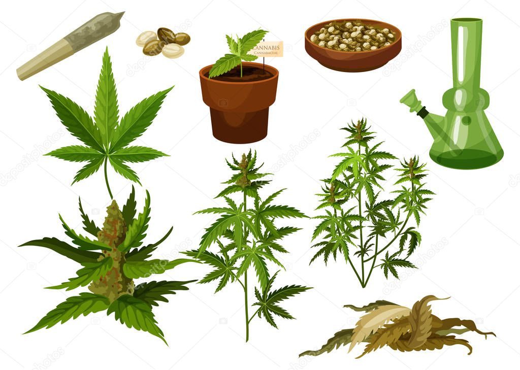 Set of isolated marijuana leaf and hemp seeds, cannabis buds or medicine weed foliage. Sativa and indica, bong and rolled joint, cigarette and pipe, pot or tobacco. Drug and plant, smoking and herbal