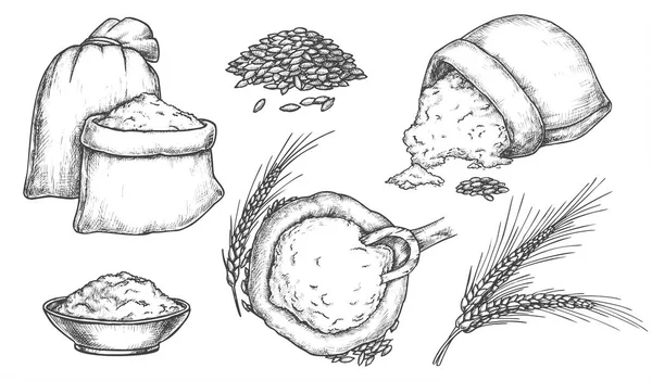 Набір ізольованих ескізів зерна пшениці та шипів — стоковий вектор