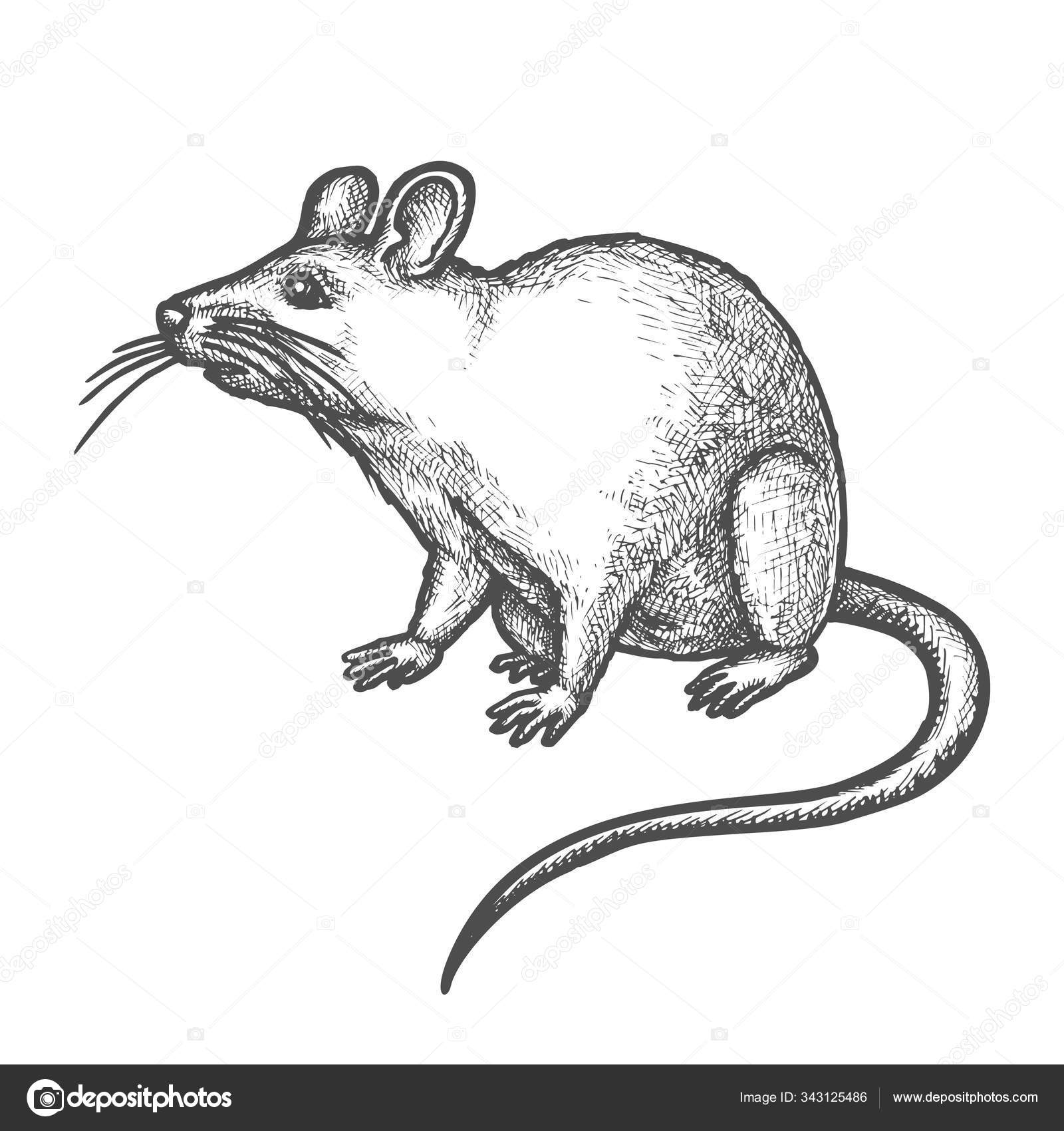 Croquis Souris Mignon Rat Rongeur Dessine A La Main Animal Image Vectorielle Par Cookamoto C Illustration Croquis Souris Mignon Rat Rongeur Dessine A La Main Animal Image Vectorielle Par Cookamoto C Illustration