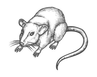 Sketch mouse, hand drawn wild rat rodent animal