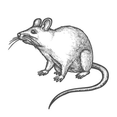 Sketch mouse, cute hand drawn rat rodent animal