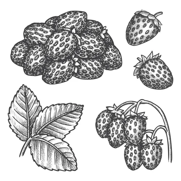 Fragola disegnato a mano schizzo, frutti di bosco fattoria — Vettoriale Stock