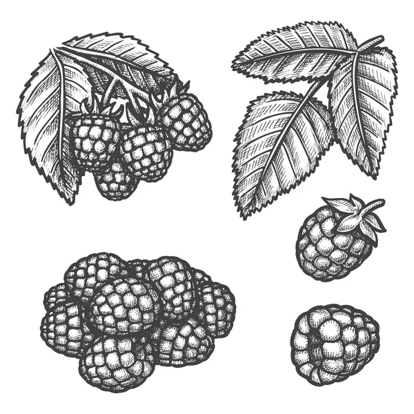 Raspberry hand drawn sketch, farm berry fruits — ストックベクタ