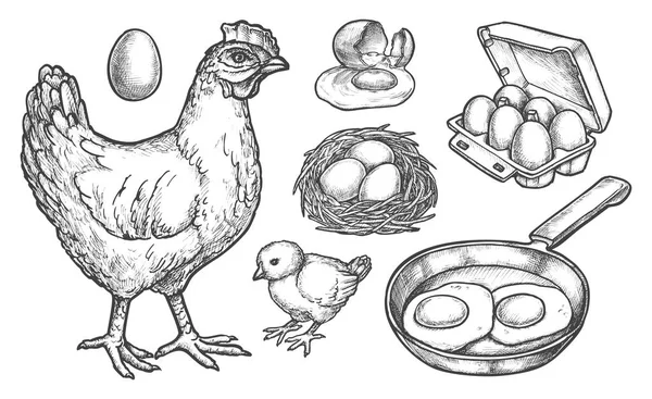 Sketch chicken products and farm poultry eggs — 图库矢量图片