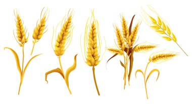 Set of isolated ear spica or wheat spikes