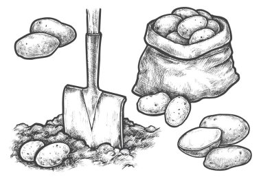 Sketch potato harvesting or farm planting clipart