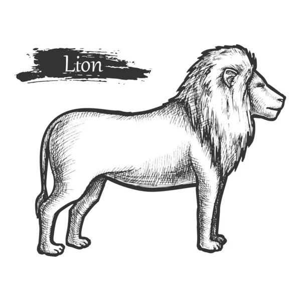 Szkic lwa, zoo i afrykańska dżungla dzikie zwierzę — Wektor stockowy