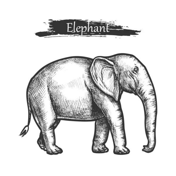 Esquisse d'éléphant zoo et jungle africaine animal sauvage — Image vectorielle