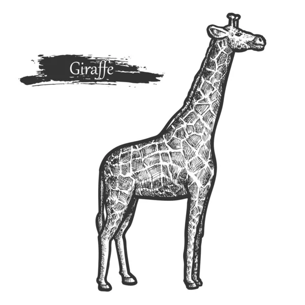 Desenho de girafa, zoológico e selva africana animal selvagem — Vetor de Stock