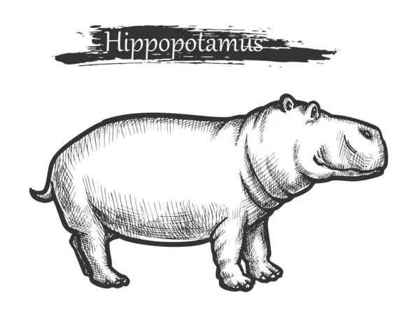 Croquis d'Hippopotame, animal sauvage du zoo africain — Image vectorielle