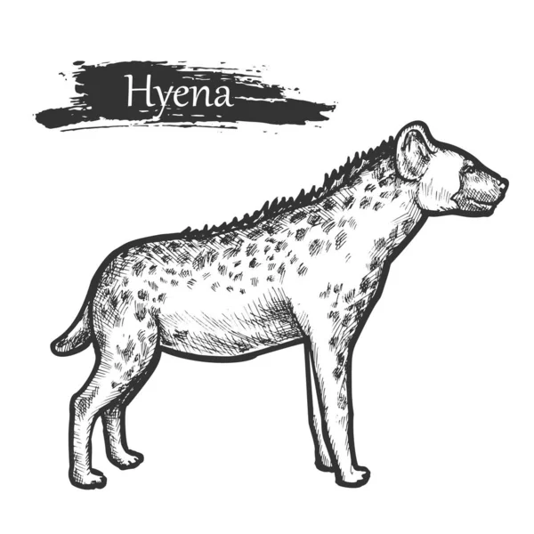 Hyena croquis, zoo et animal sauvage de la jungle africaine — Image vectorielle