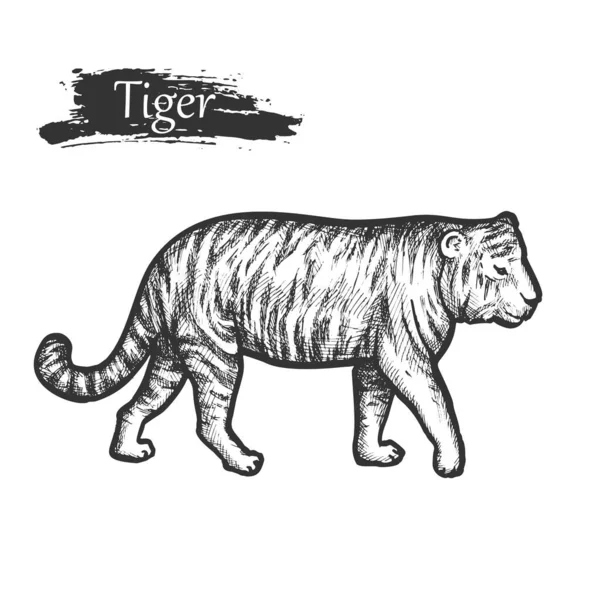 Esboço do tigre, zoológico animal selvagem africano e indiano — Vetor de Stock