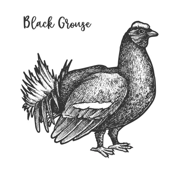Siyah orman tavuğu kuşunun vektör el çizimi — Stok Vektör