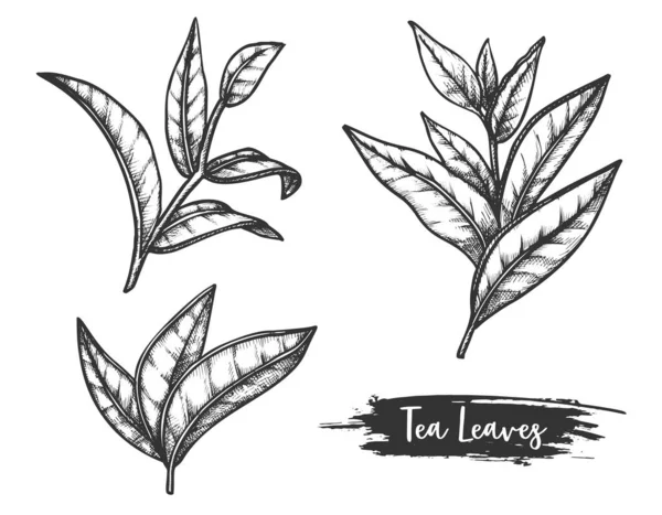 Tea leaves sketch, twig or stem of ceylon herb — Stock Vector