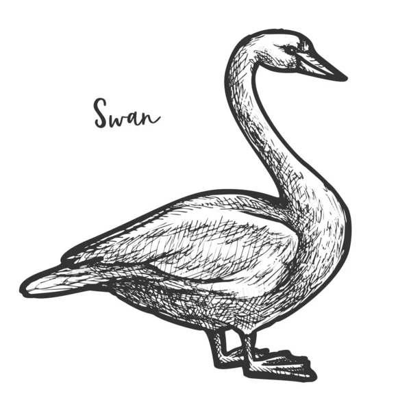 Эскиз белого мута лебедя, дикого голубя — стоковый вектор