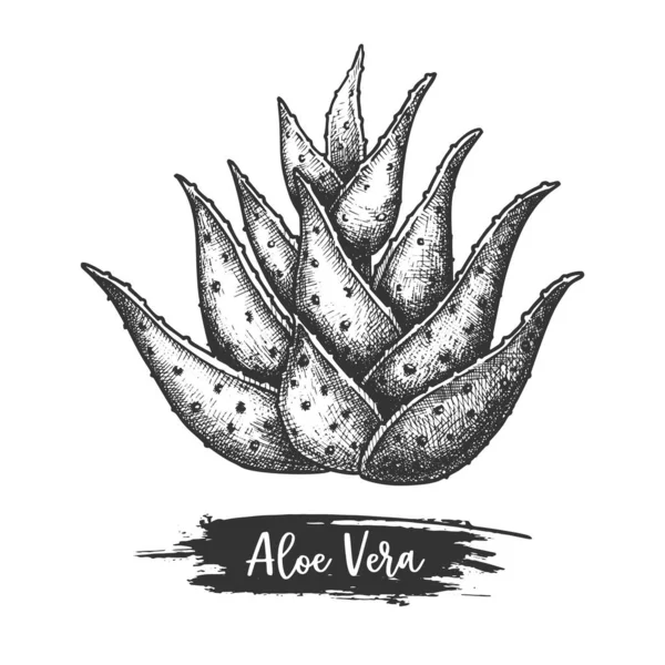 Aloe Vera lasă o schiţă. Planta de plante arbust veșnic verde — Vector de stoc