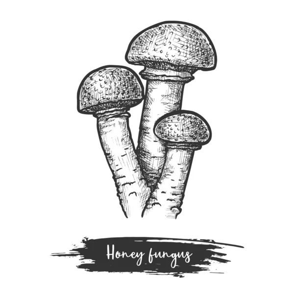 Bosquejo del hongo armillaria o hongo miel — Archivo Imágenes Vectoriales