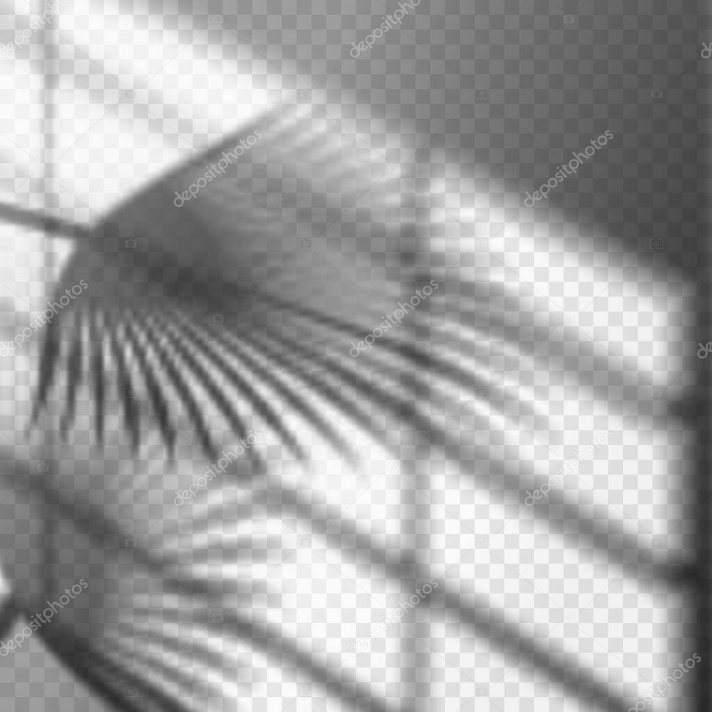 Blurry palm branch window reflection or shadow