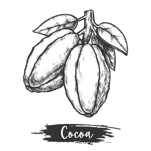 Cabillaud de cacao ou fève de cacao avec feuille. Croquis — Image vectorielle