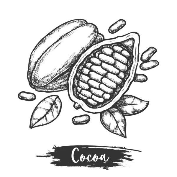 Kakao çekirdeğinin yarısı ya da dilimlenmiş kakao kabuğunun taslağı. — Stok Vektör