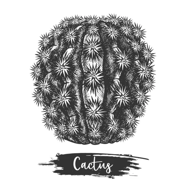 Ilustración de cactus plant, desert cactus sketch — Vector de stock