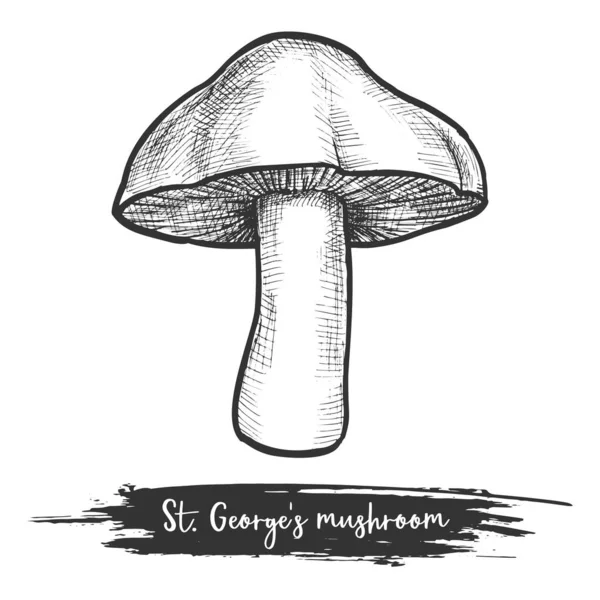 St. George s mushroom vector sketch illustration — Stock Vector