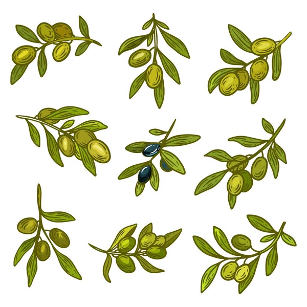 Ramas de aceitunas verdes y negras, diseño de aceite de oliva — Vector de stock