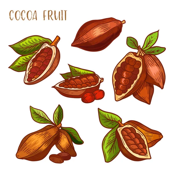Cocoa beans, chocolate cacao fruit pods vector — Stock Vector