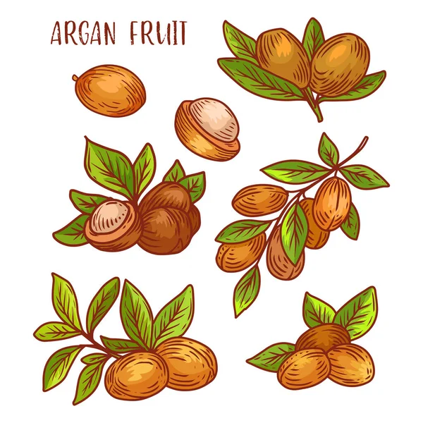 Argan fruits, plant branches sketch icons, vector — Stock Vector