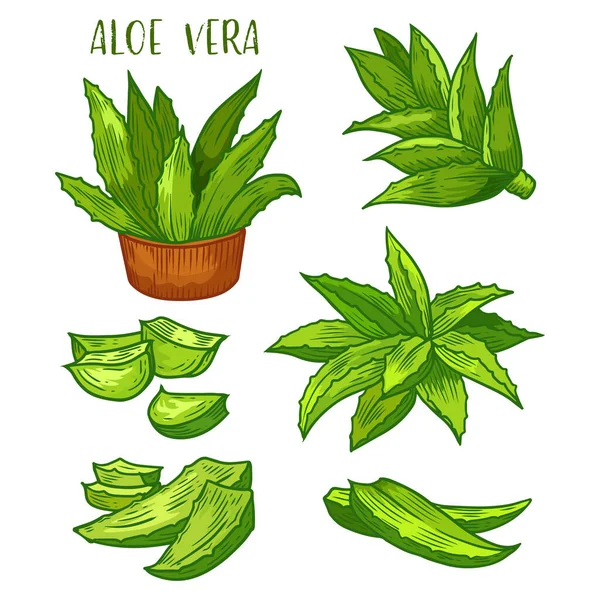 Aloe Vera folhas de plantas, ícones de linha de esboço —  Vetores de Stock