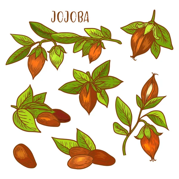 Jojoba schizzo semi di frutta vegetale per olio di jojoba — Vettoriale Stock