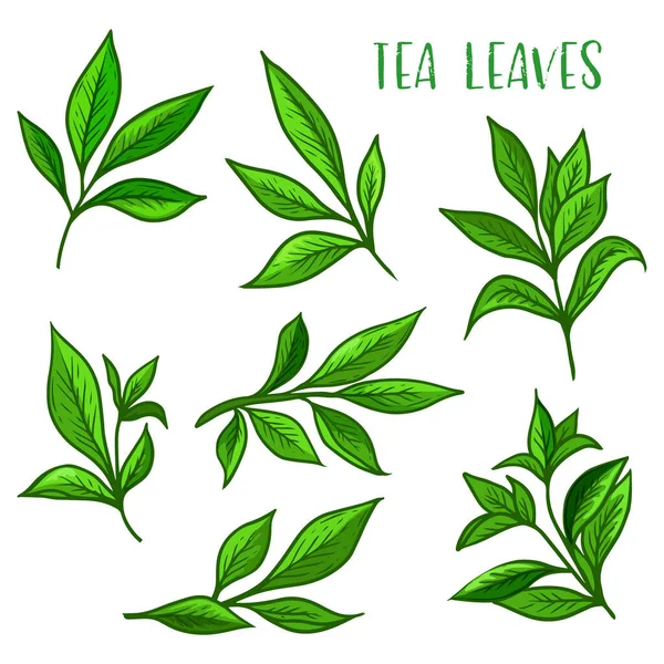 Tea leaves icon, green tea leaf for package — Stock Vector