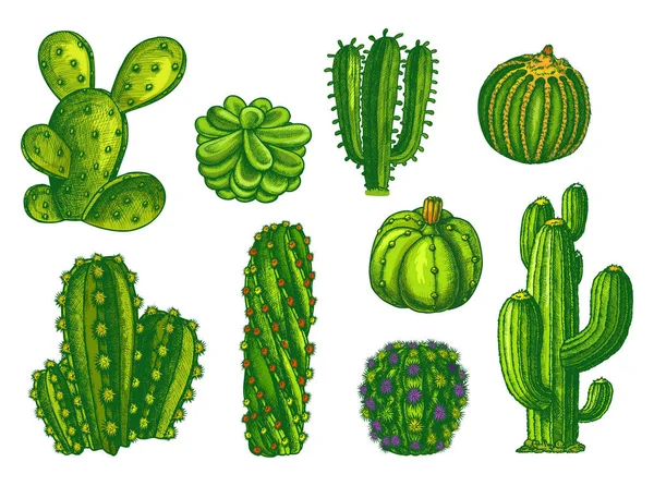 Cactus and succulents, agave sketch plants vector — Stock Vector