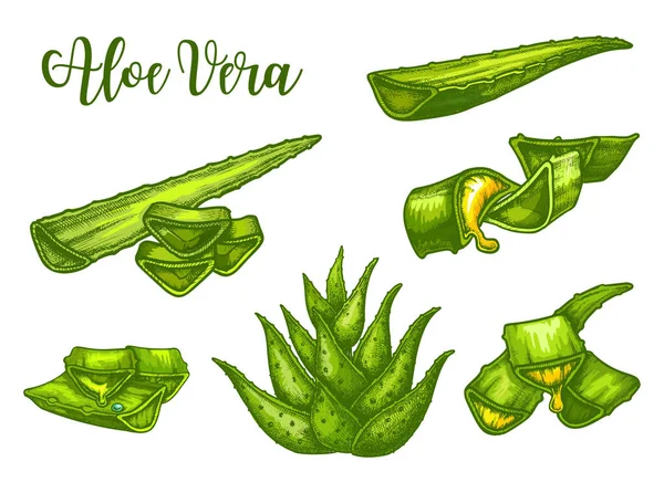앨 로우 베라 스케치, 식물 잎 과 주스 방울 — 스톡 벡터