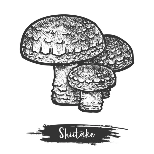 Shiitake mushroom sketch or medical asian fungus — Stock Vector