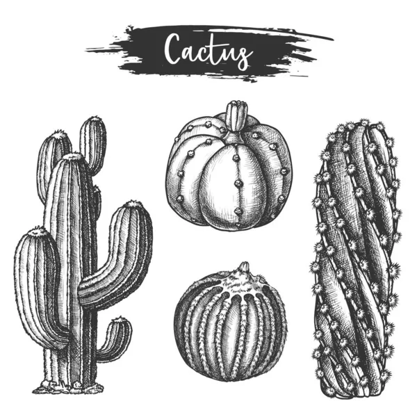 Ensemble de croquis isolés de cactus ou de cactus . — Image vectorielle
