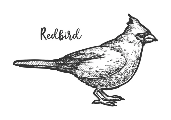 鸣鸟或手绘红鸟的素描 — 图库矢量图片