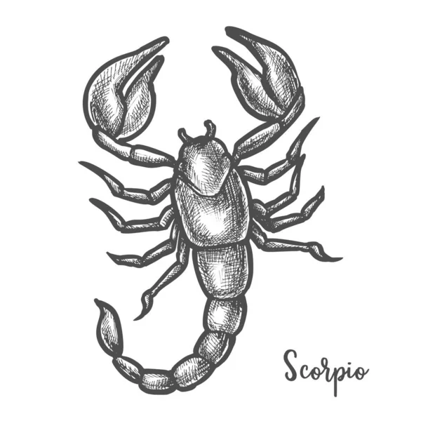 Scorpion sketch or hand drawn scorpio zodiac sign — Stock Vector