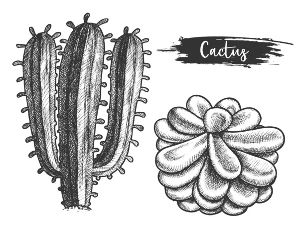 Cactus planta com flor. Esboço de flor de cactos — Vetor de Stock