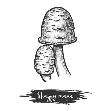 Isolated shaggy mane mushroom or lawyer s wig clipart