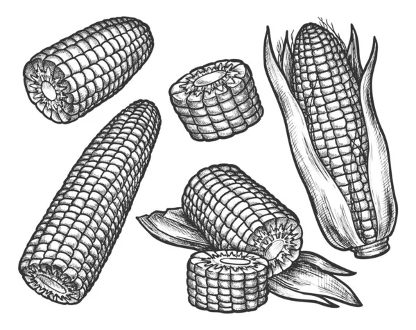 Винтажный набросок кукурузного початка с зерном. Кукуруза — стоковый вектор
