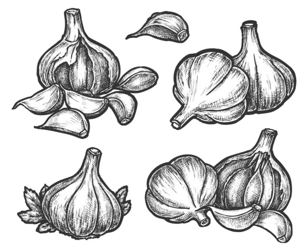 Lampadina all'aglio disegnata a mano e fette di verdura — Vettoriale Stock