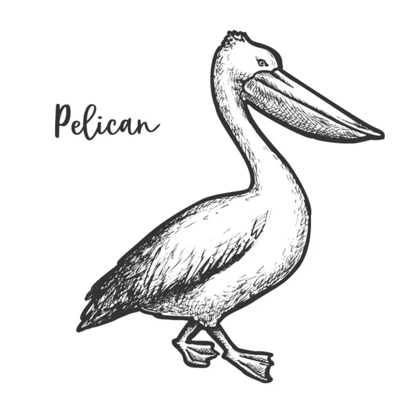 Pelikan Radiervektorillustration. Skizze eines Vogels — Stockvektor