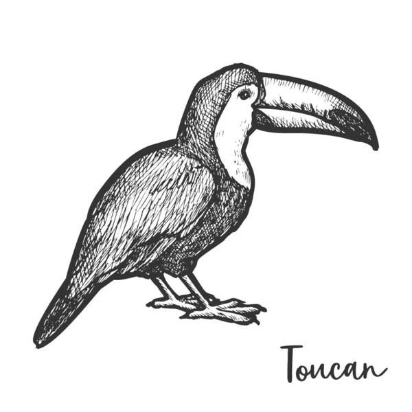 Disegno vintage di toucan o tucano schizzo — Vettoriale Stock