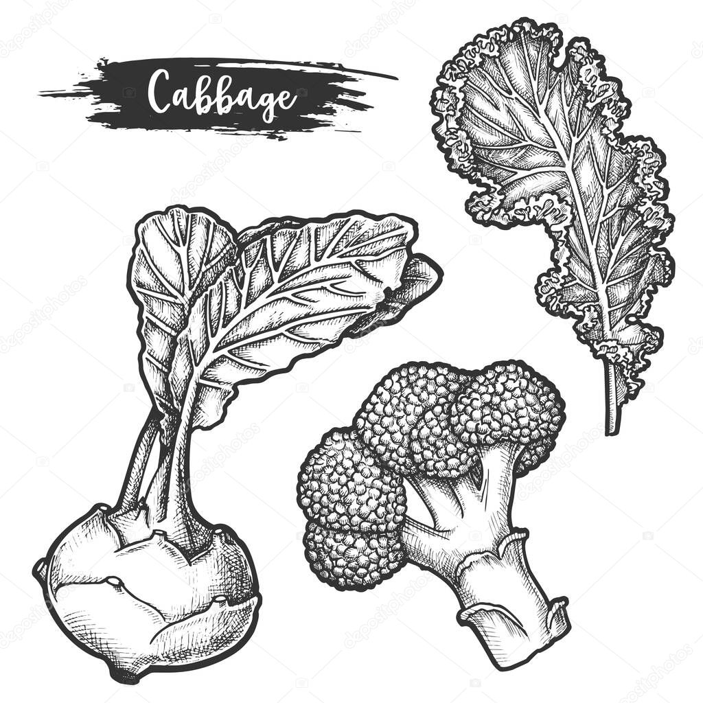 Set of isolated sketch of cauliflower root, fetus