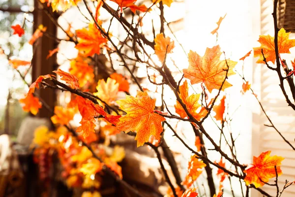 Autumnal tree with orange leaves. Horizontal — Stock Photo, Image