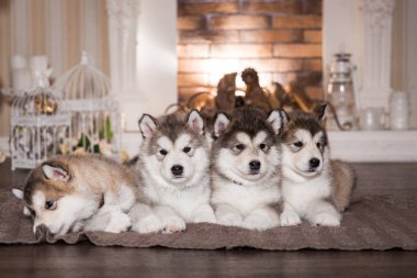 Yünlü ekose yalan malamute kukla