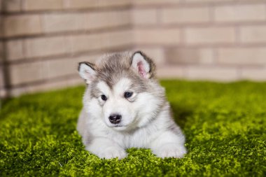 Bir malamute yeşil çim üzerinde yalan köpek yavrusu 