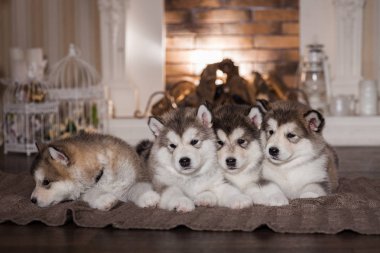 Yünlü ekose yalan malamute kukla