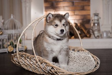 Hasır sepet duran bir malamute köpek yavrusu